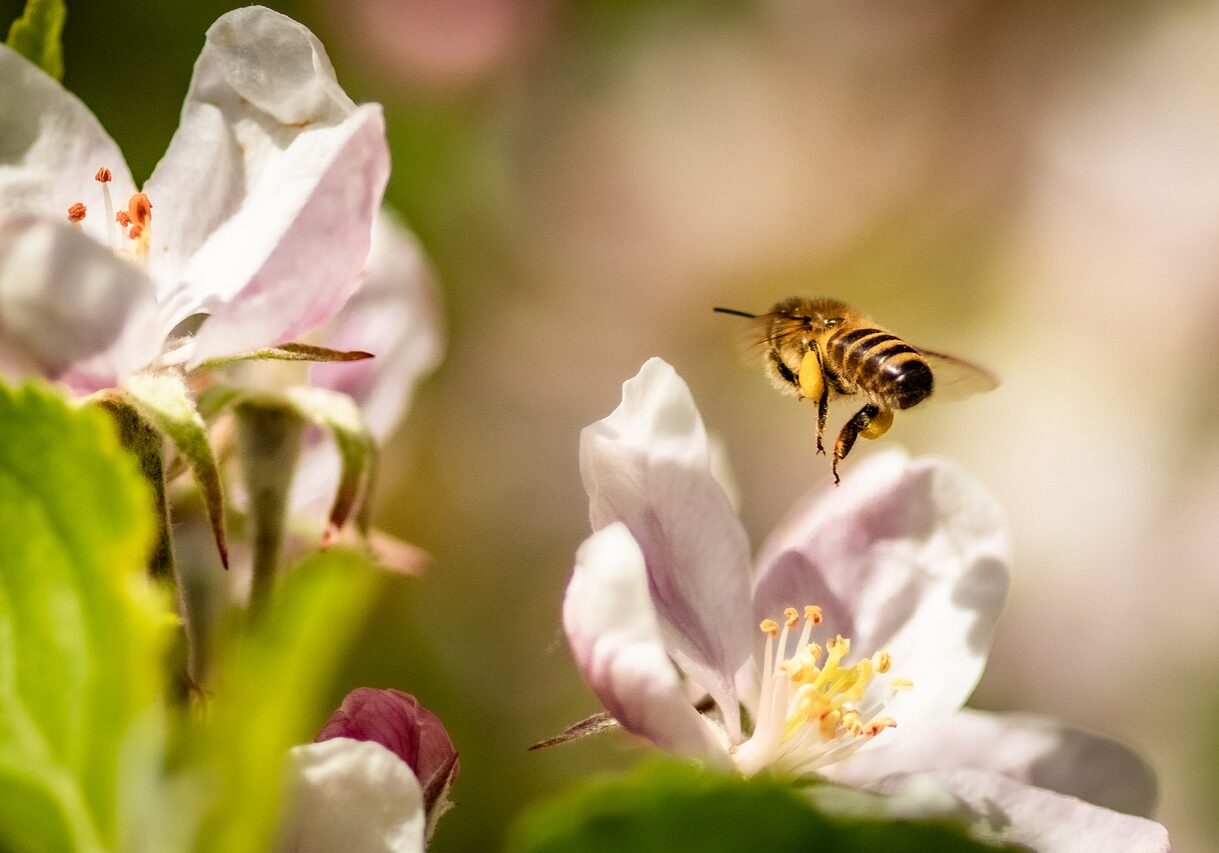 bee, apple blossom, flowers-6241306.jpg