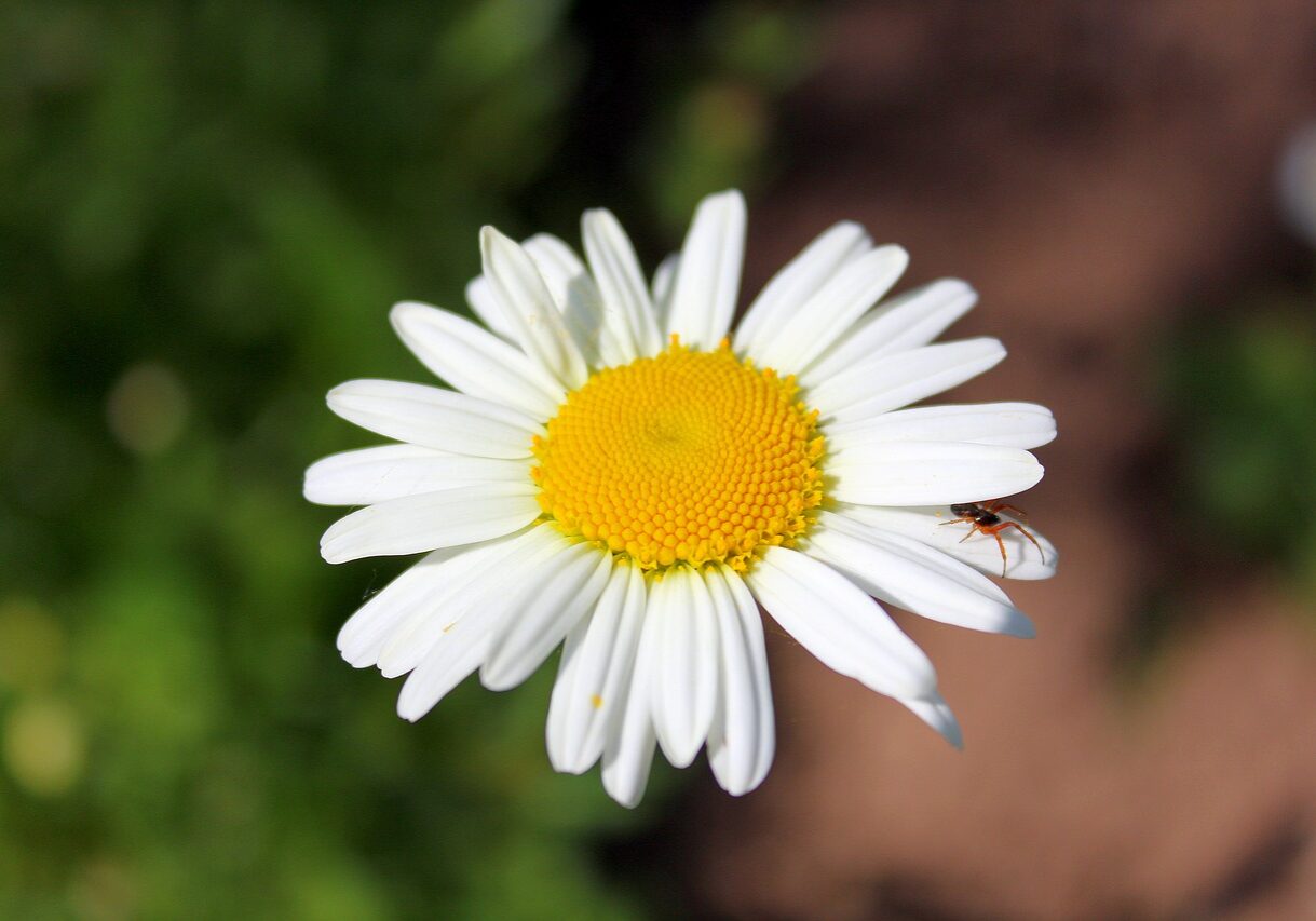 daisy, leucanthemum, flower-2595271.jpg