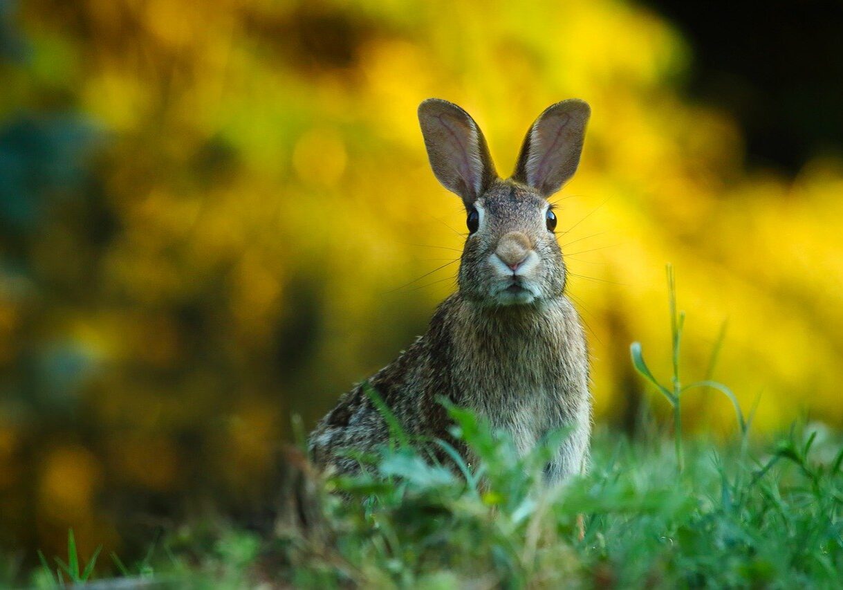 rabbit, hare, bunny-1882699.jpg